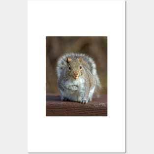 Stored Nuts - Grey Squirrel Posters and Art